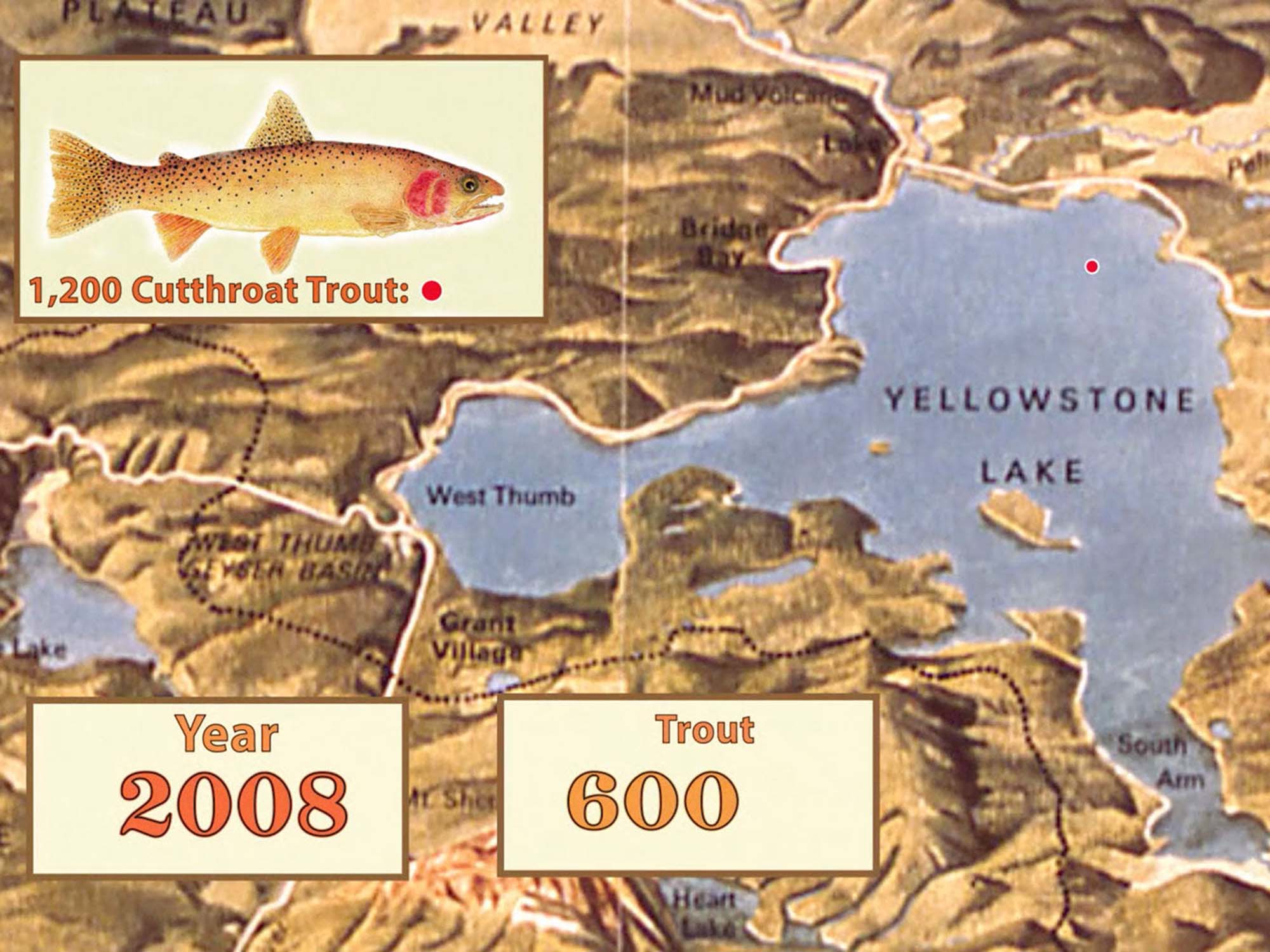 Yellowstone Invader | The Destruction of Non-Native Lake Trout [VIDEO]