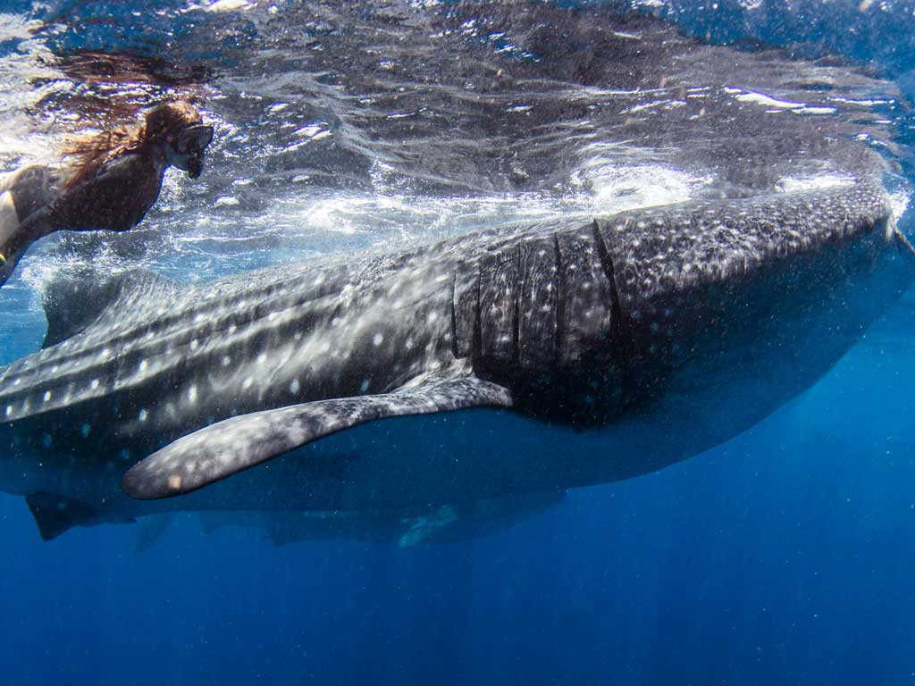 Whale Sharks Off Isla Mujeres with Ken & Kimber Kiefer