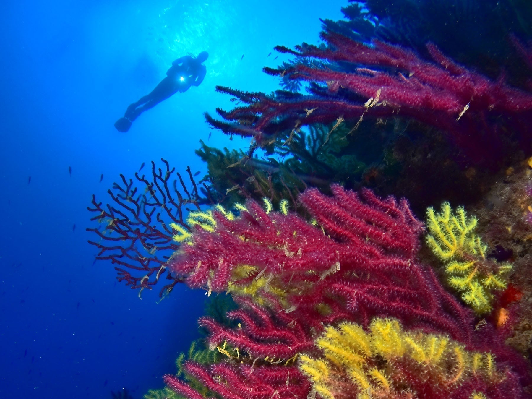 Behind the Shots: CMAS Underwater Photography World Championship Pablo Guerrero Tapia and Alfredo Castro Martinez
