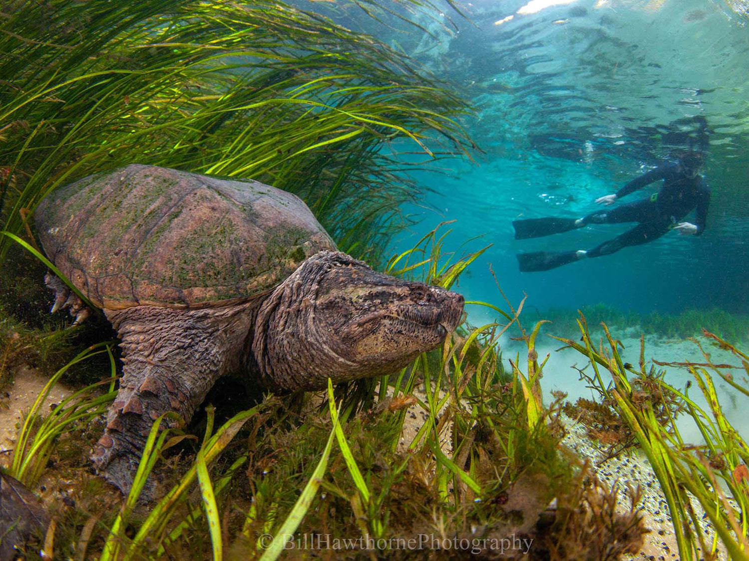 Featured Customers | Bill Hawthorne The Turtles of Florida