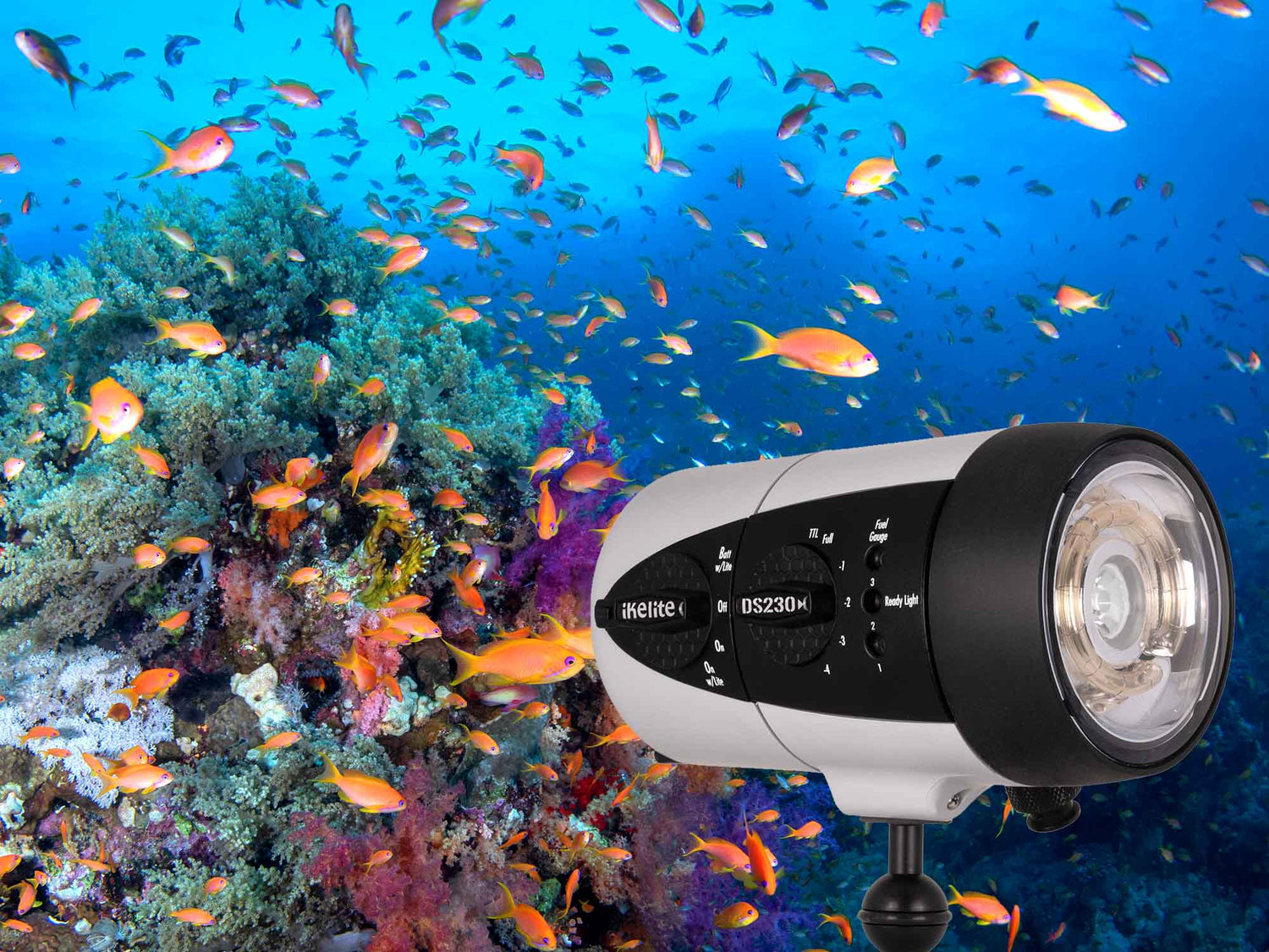 DS230 Strobes in the Red Sea with the Nikon Z7 II and D850