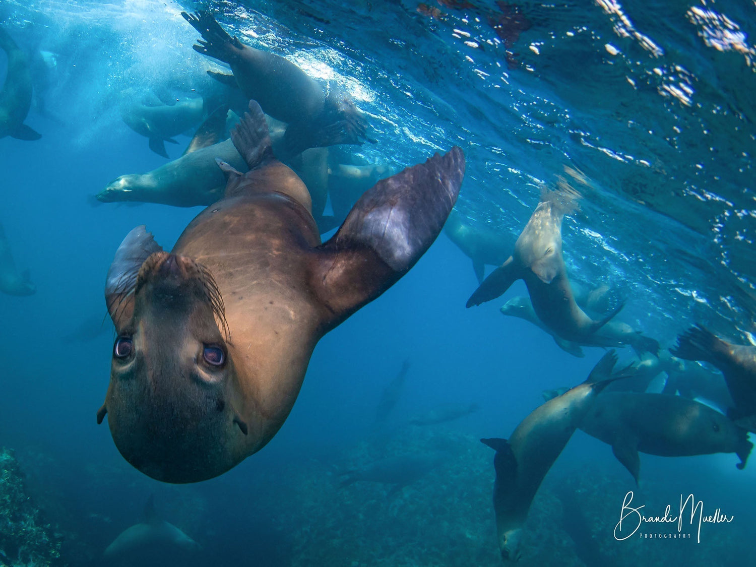 Ikelite Ambassador Brandi Mueller Sardine Run Expedition in Magdalena Bay, Mexico November 2026