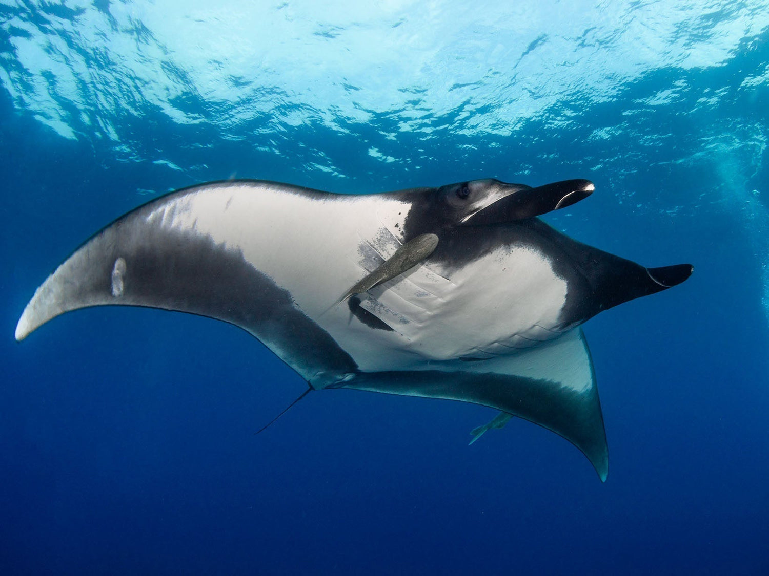 Manta Ray image by Bryant Turffs, Ambassador for Ikelite Underwater Systems