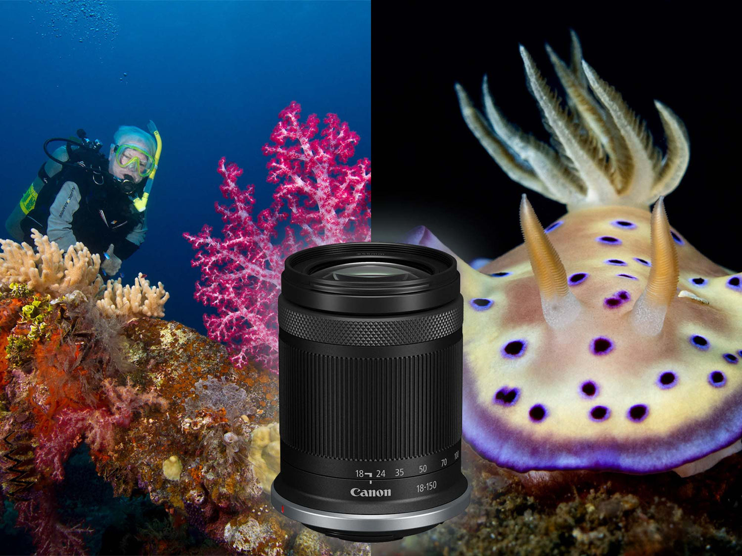 One Dive, One Lens // Canon RF-S 18-150mm Lens Review for Underwater [VIDEO]
