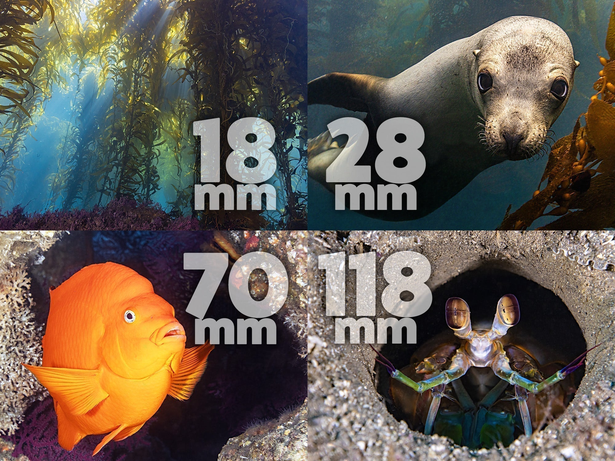From Sunbursts to Sea Slugs: The Versatility of Canon RF 18-150mm Unde