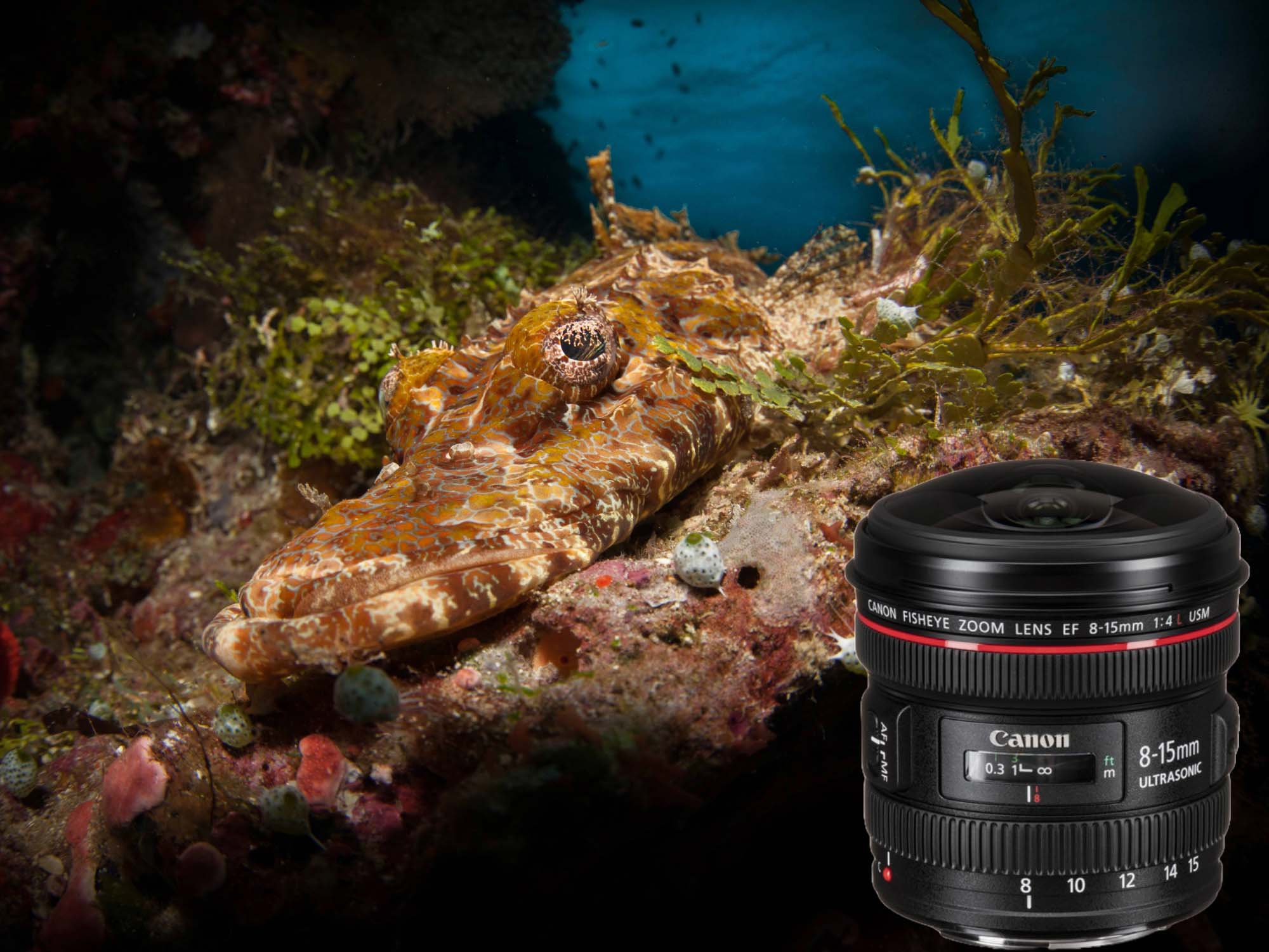 GET the Canon 8-15mm Fisheye Before It’s GONE! // Underwater Review & Results