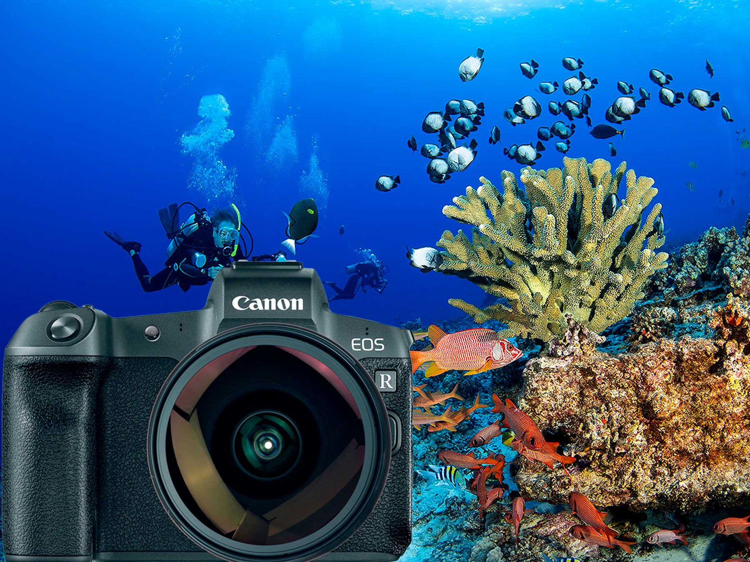 Transitioning to Canon Full Frame Mirrorless | Canon EOS R Underwater Photos