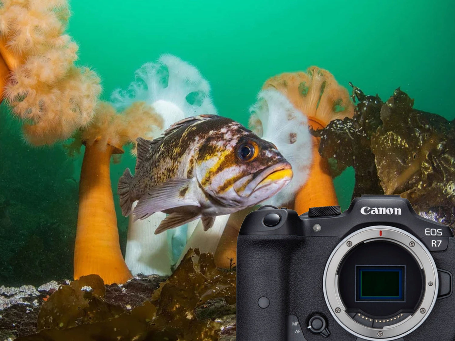 Canon EOS R7 Underwater Photos & Review