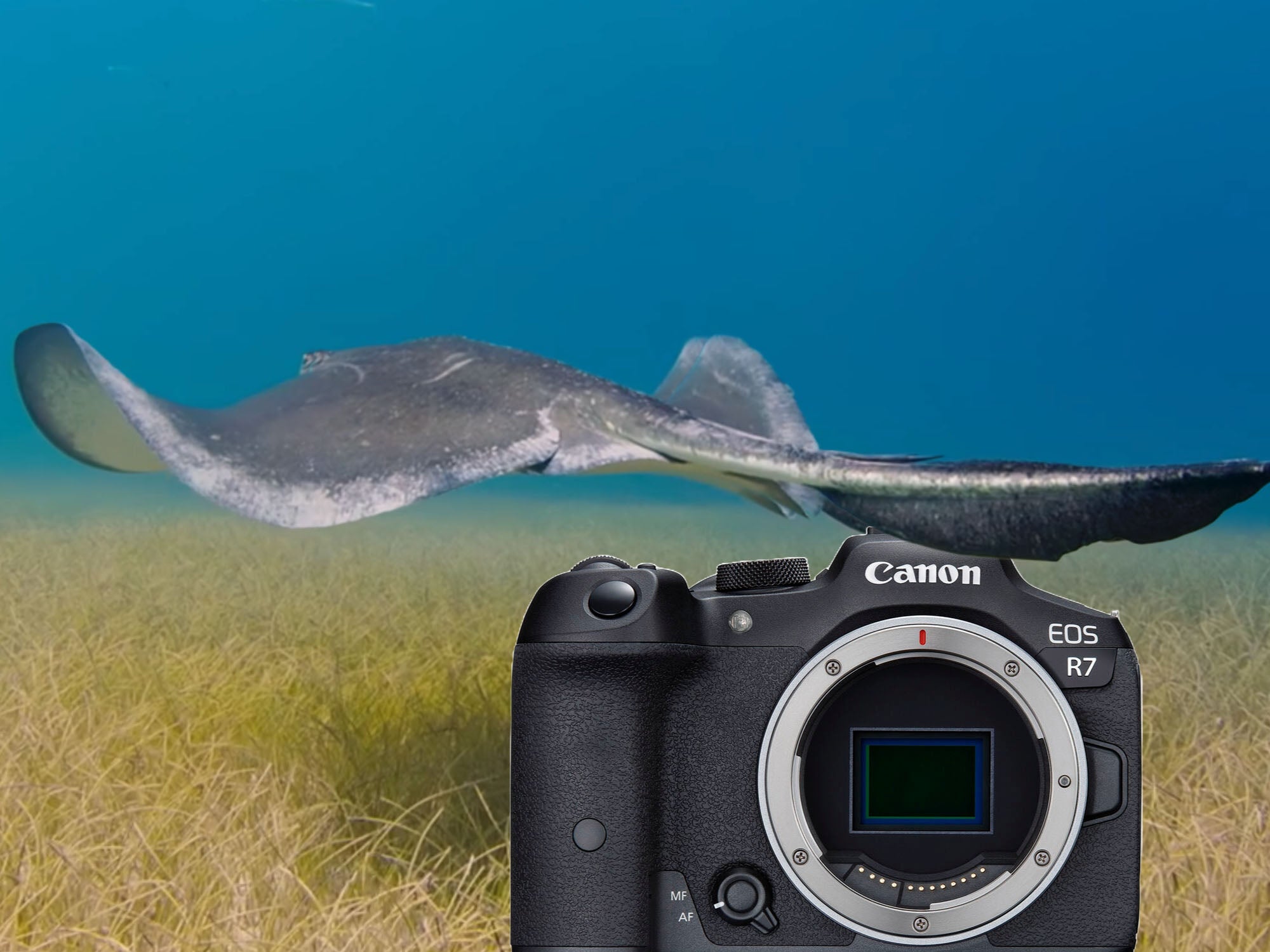Canon EOS R7 Underwater in the Bahamas [VIDEO]