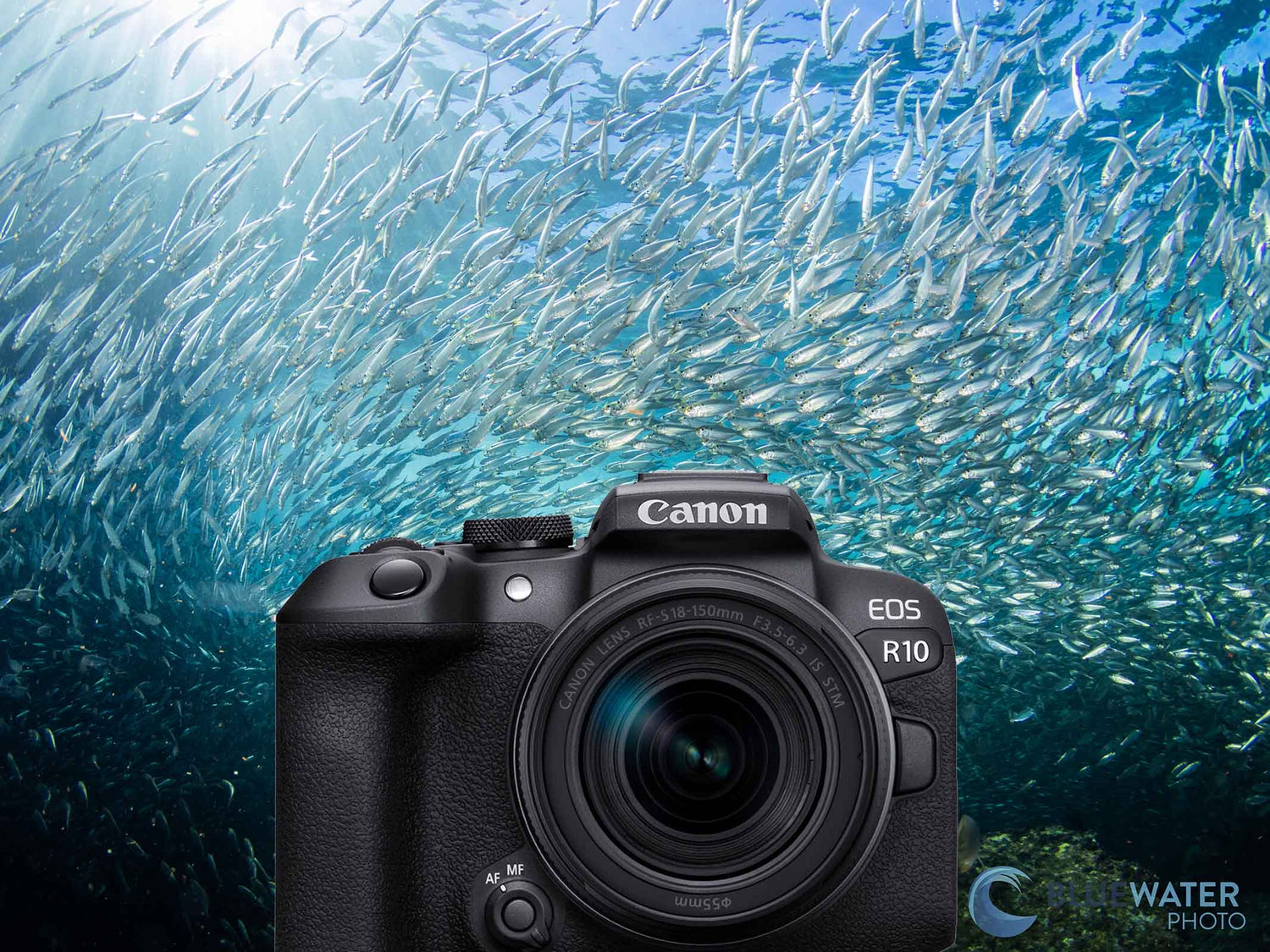 Canon EOS R10 Underwater Photos