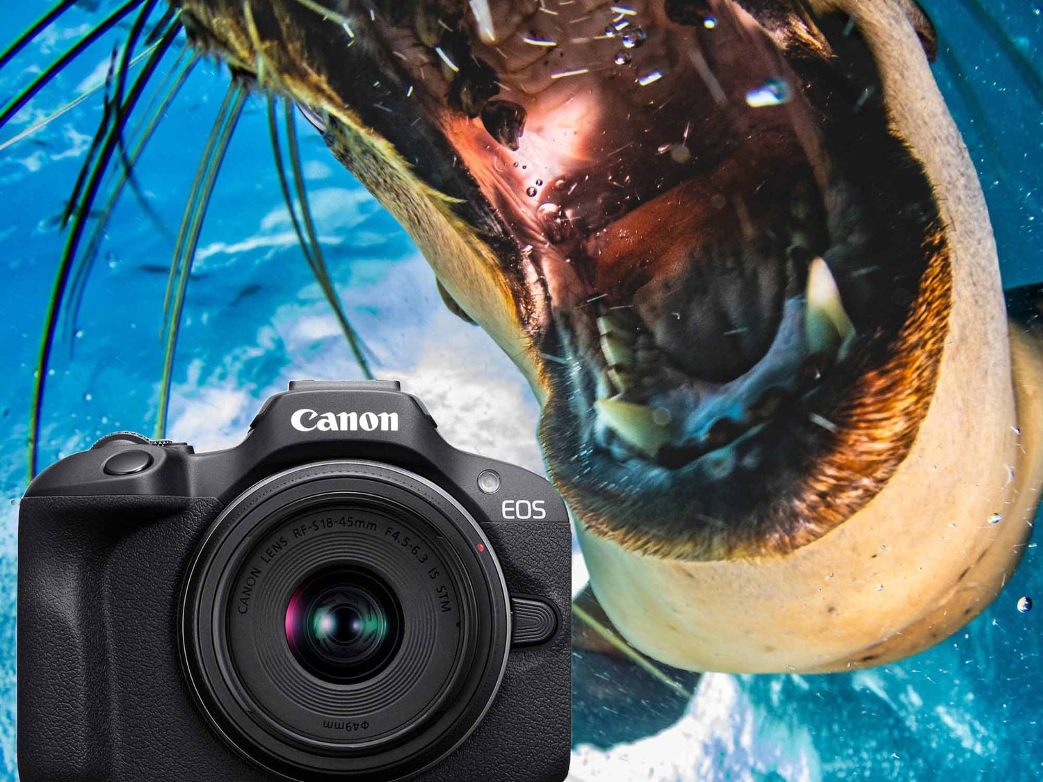 Canon R100 Underwater Photos & Video // California & Grand Cayman [VIDEO]