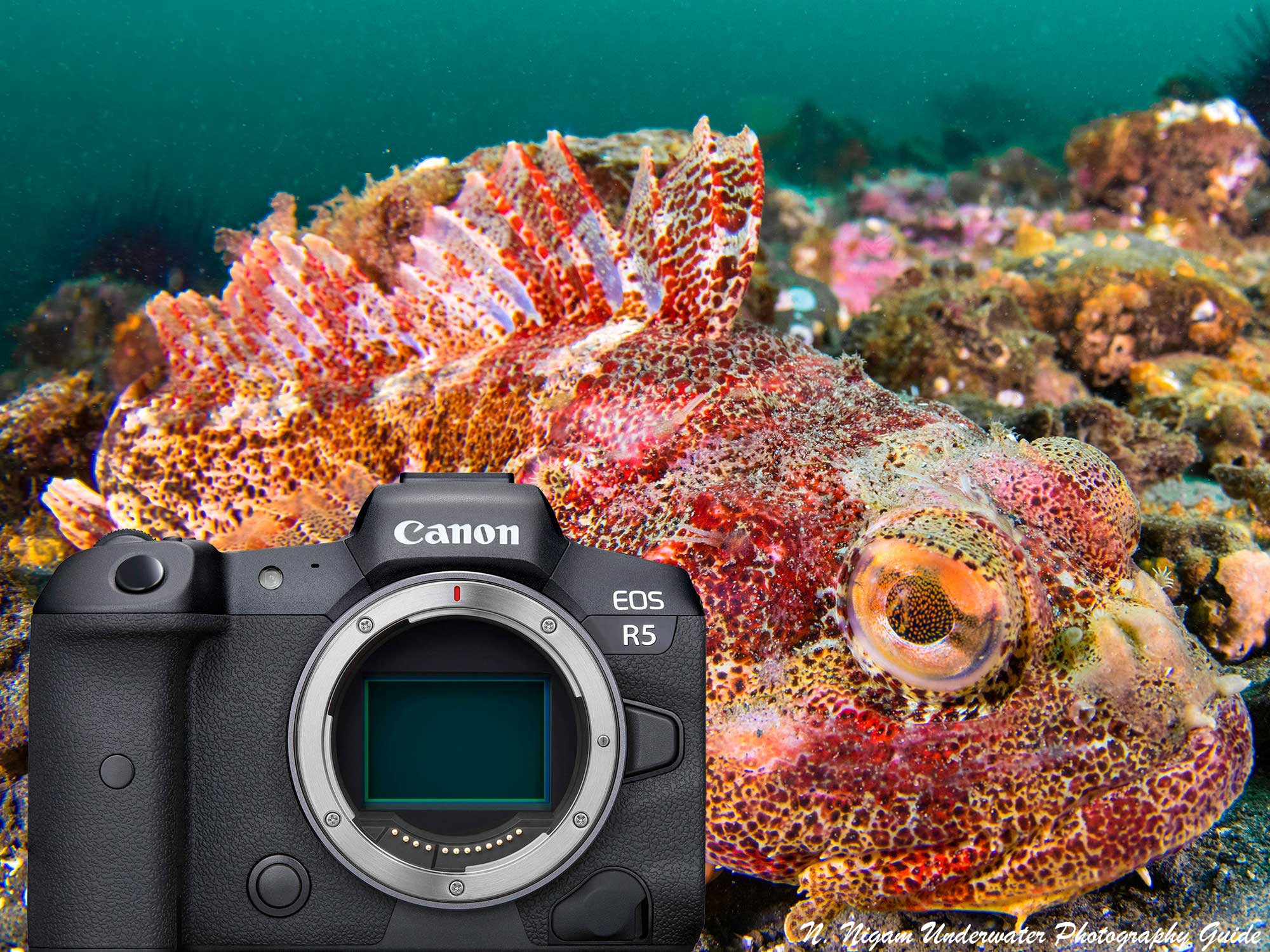 Canon EOS R5 Underwater Photos and Review