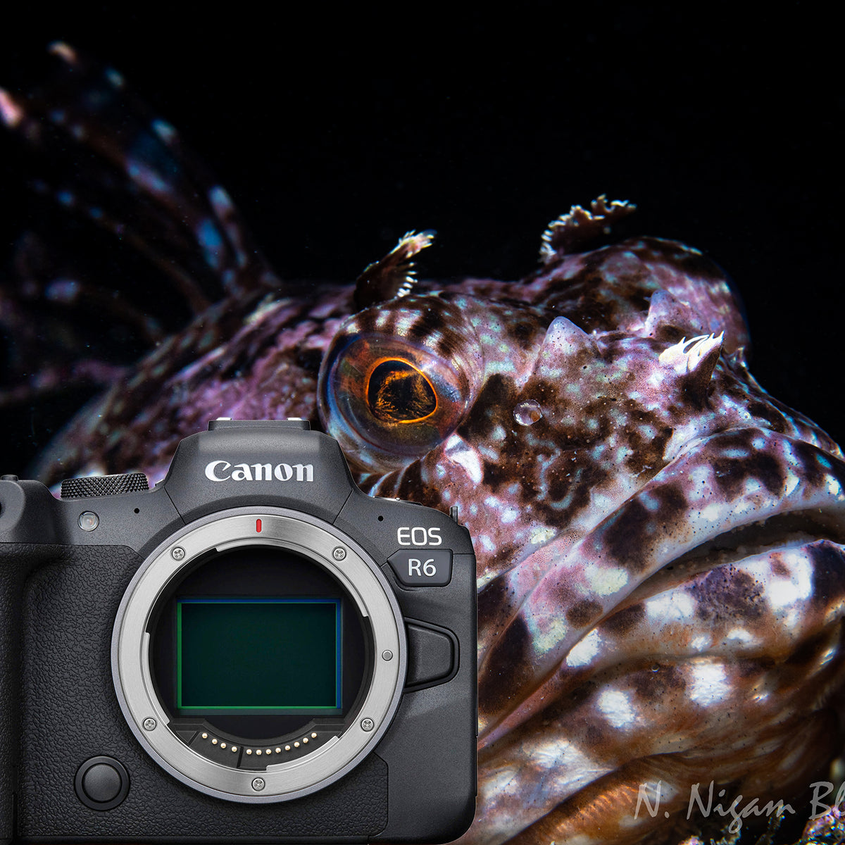 Canon EOS R6 Underwater Photos and Review