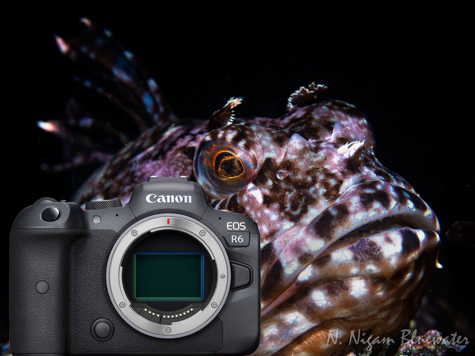 Canon EOS R6 Underwater Photos and Review