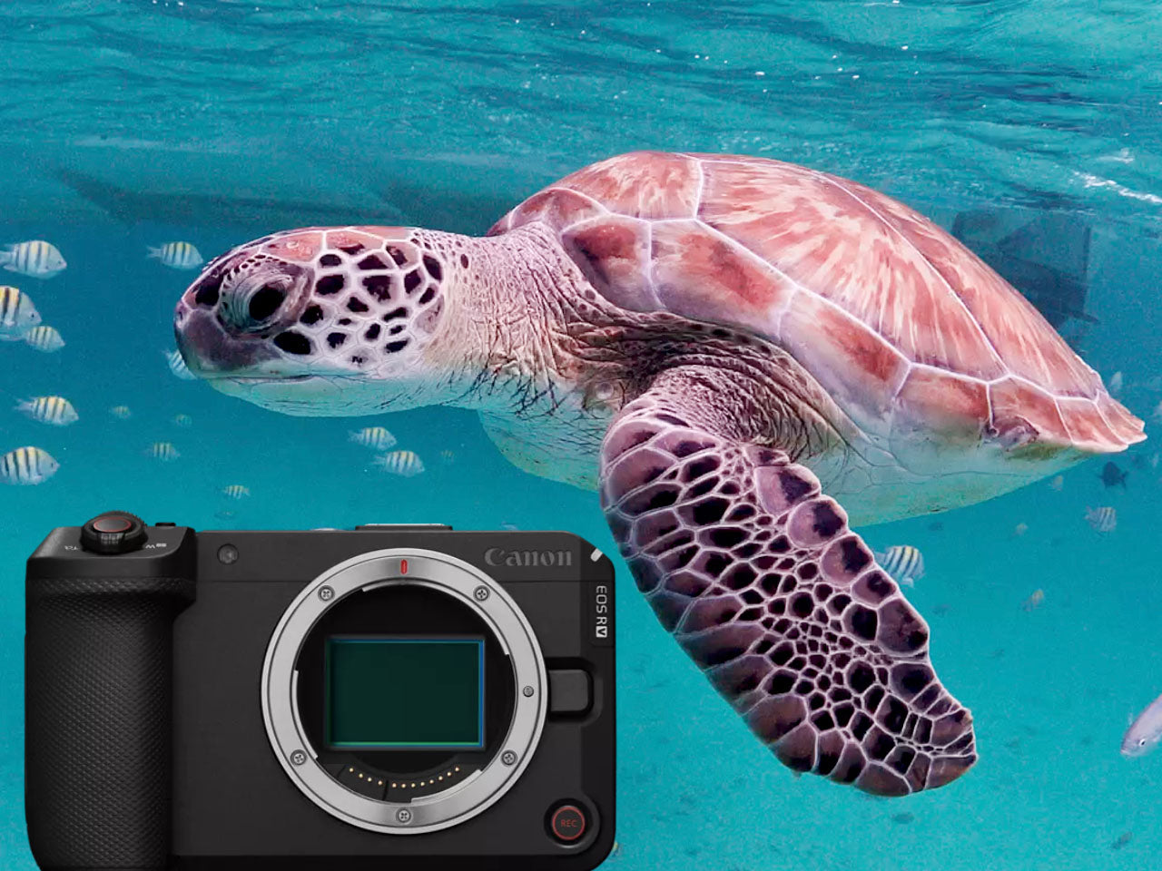 Canon R6 V FIRST RESULTS Underwater 7K Footage // 200DL Housing [VIDEO]