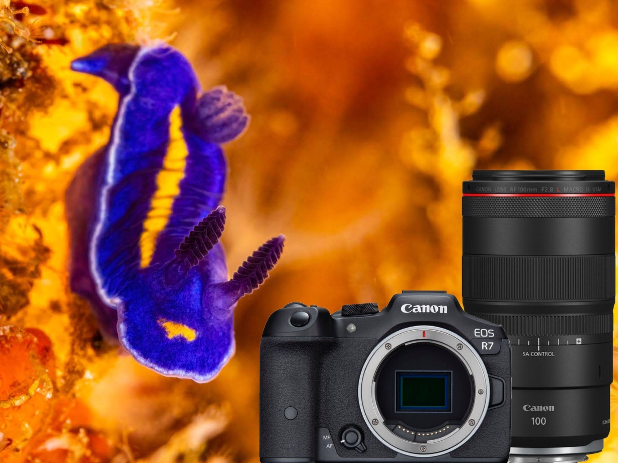 canon-r7-100mm-douglas-