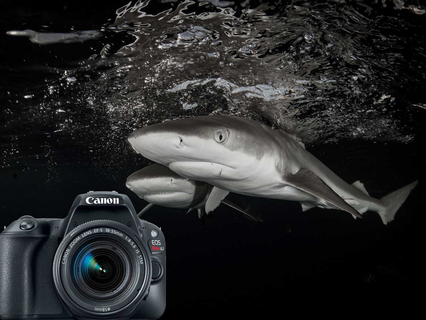 Canon EOS 200D Rebel SL2 Underwater Photos