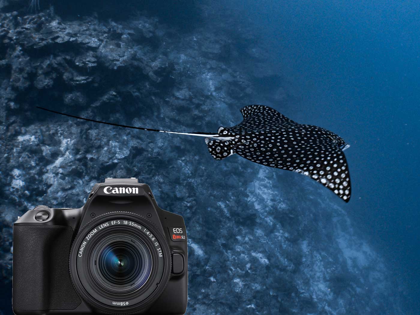 Canon EOS Rebel SL3 250D Underwater Photos