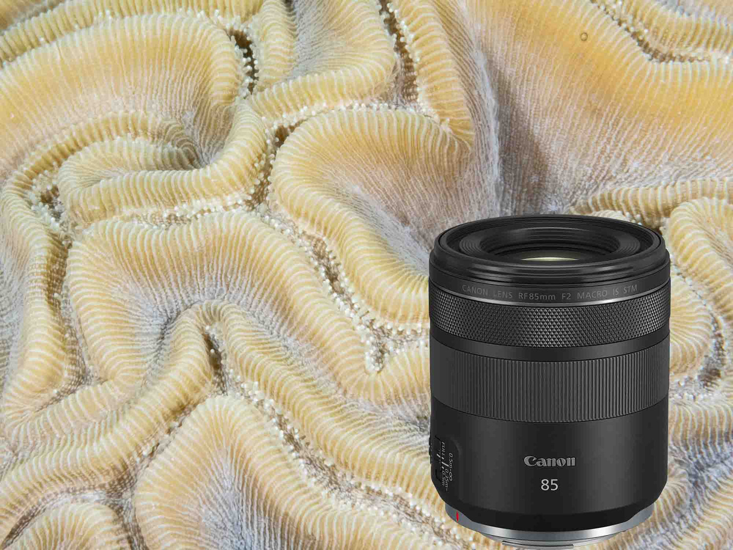 Canon RF 85mm f/2 Macro IS STM Lens Underwater Photos and Review