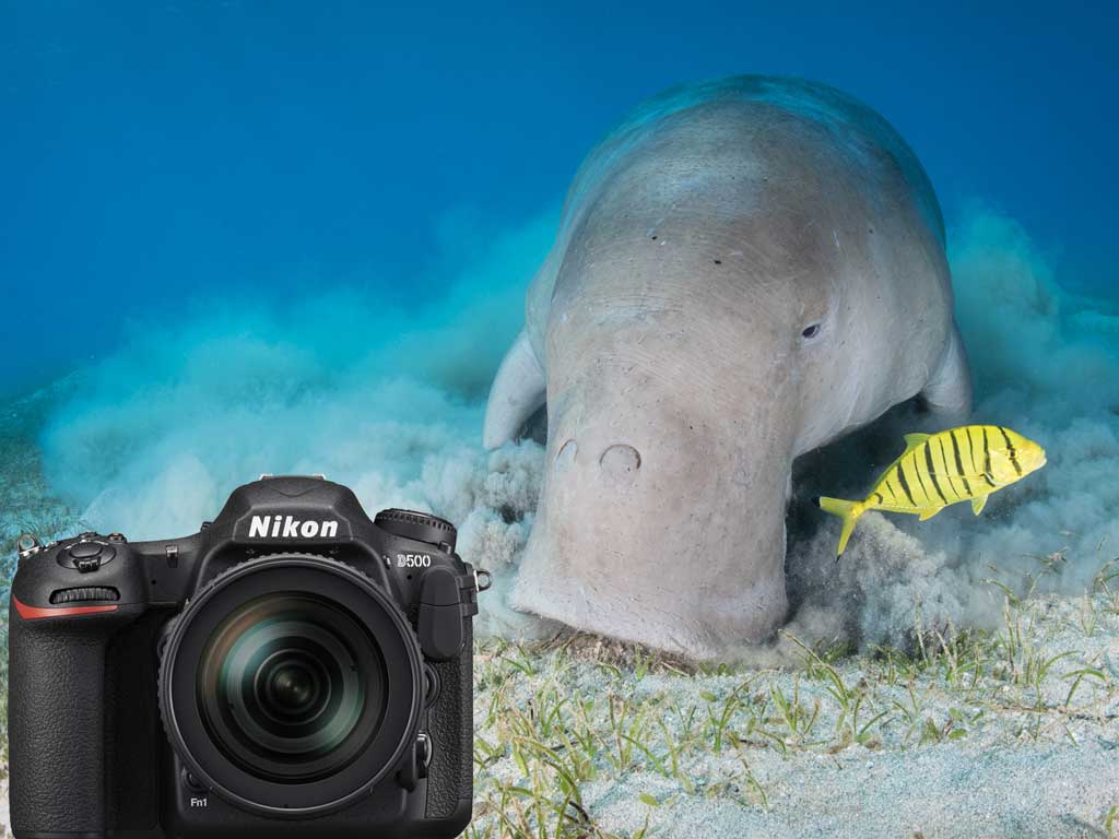 Nikon D500 DSLR Underwater Photos