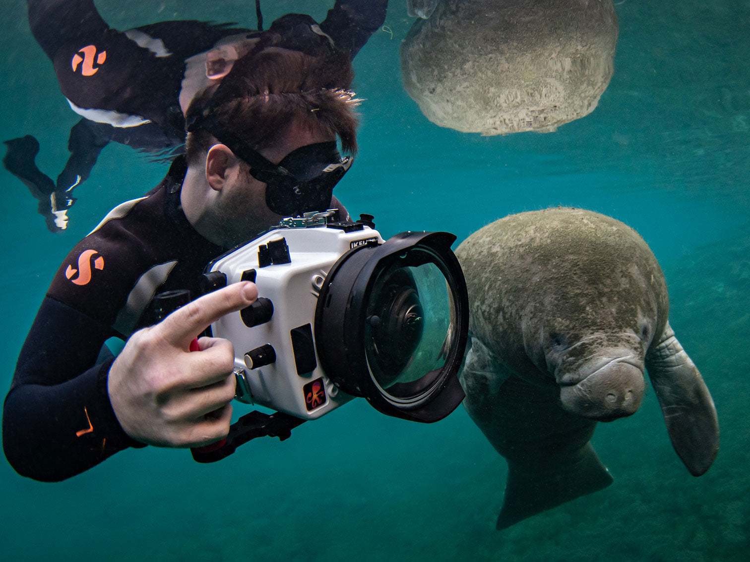 Planning a Trip to Photograph Manatees in Crystal River, Florida