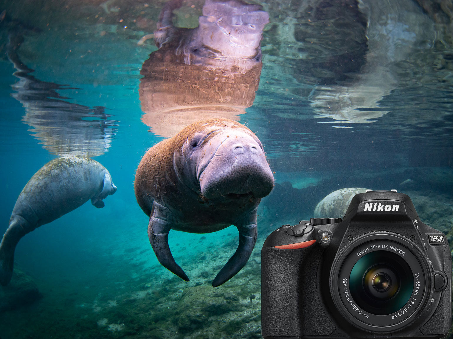 Nikon D5600 Underwater Photos