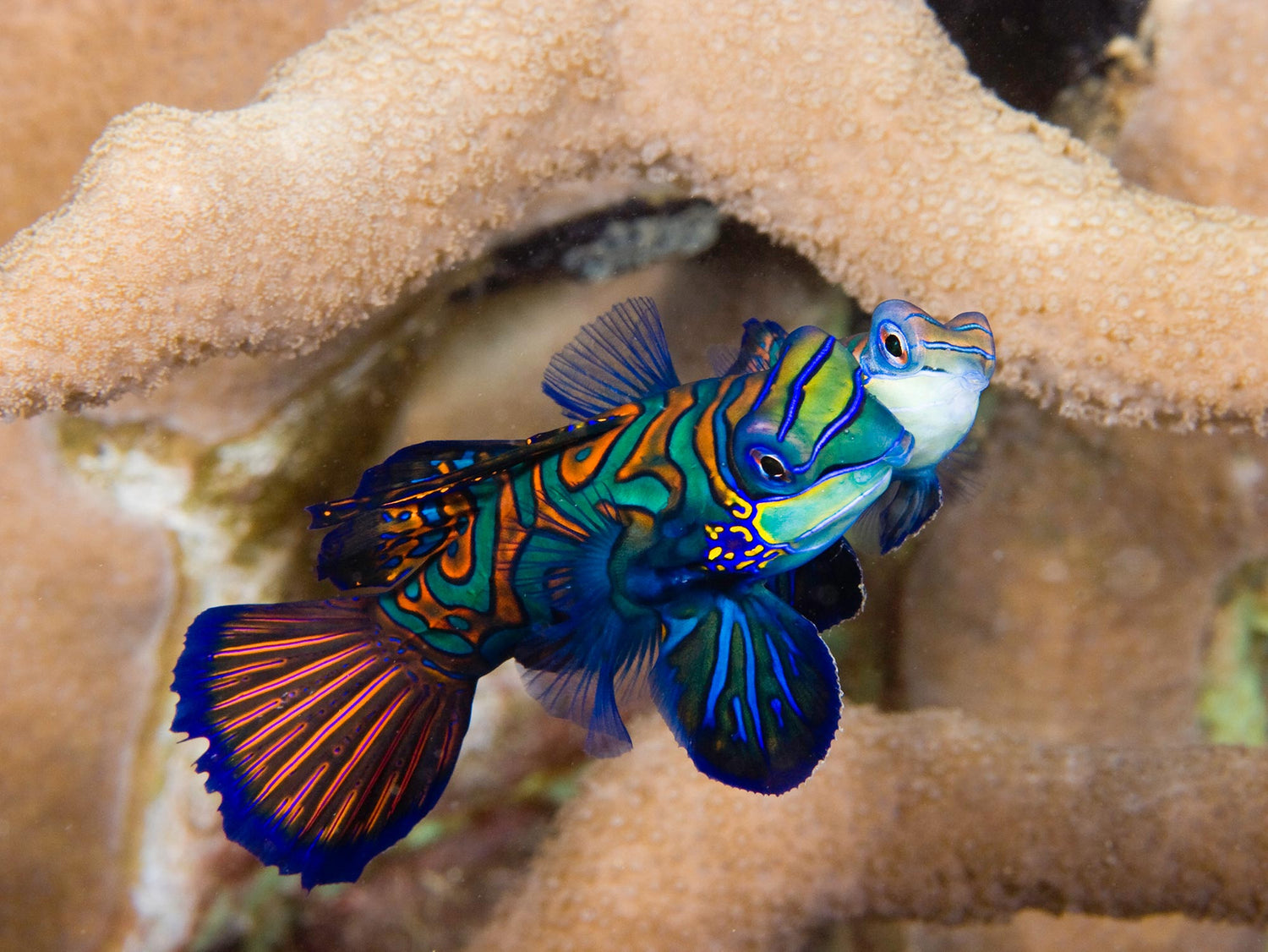 Mandarinfish Underwater Camera Settings and Technique