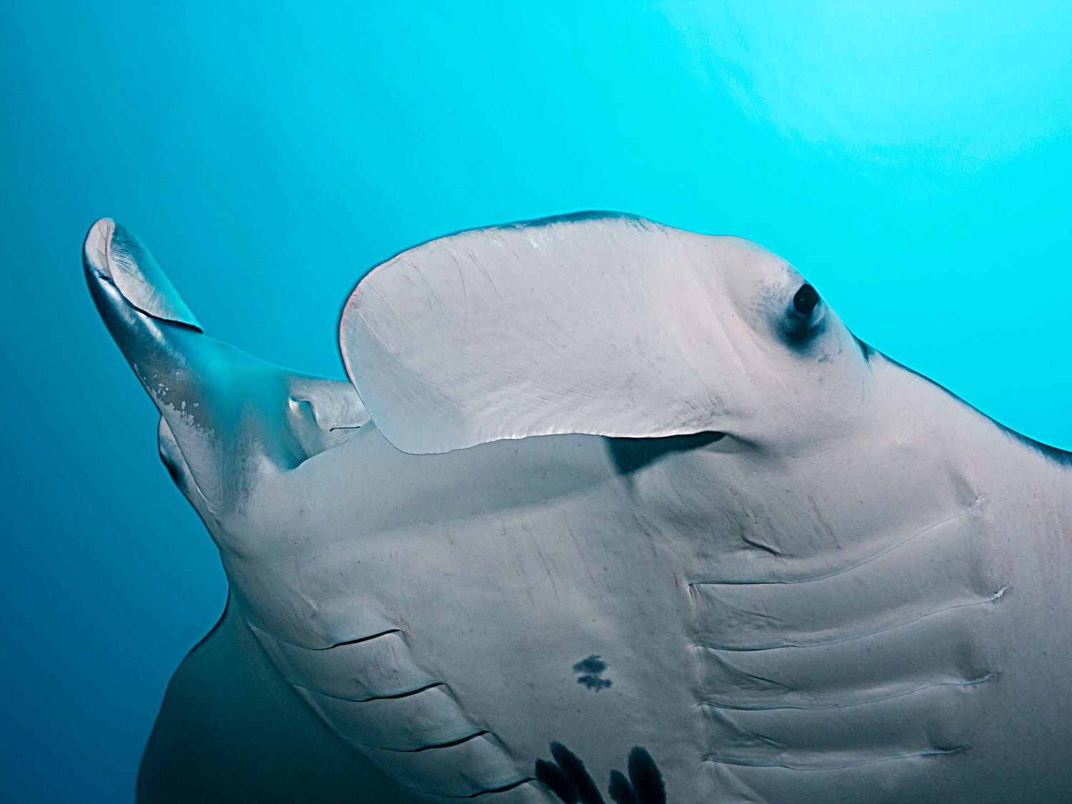 Photographing Giant Manta Rays in Yap