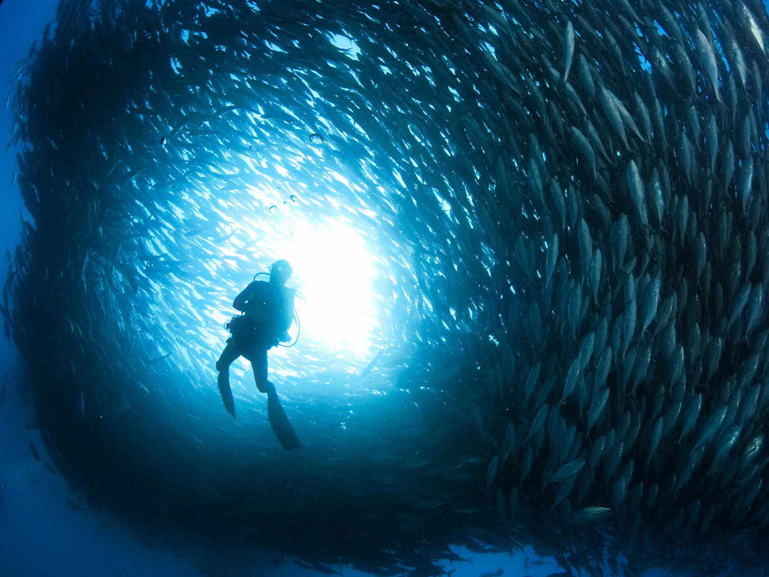 Diving the Most Successful Marine Protected Area in Mexico