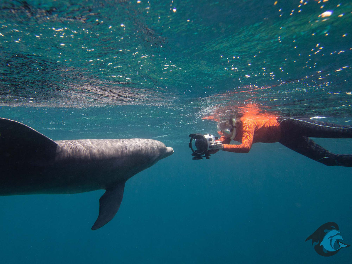 Underwater Videography: Science vs Documentary Motivations by Dolphin Communication Project