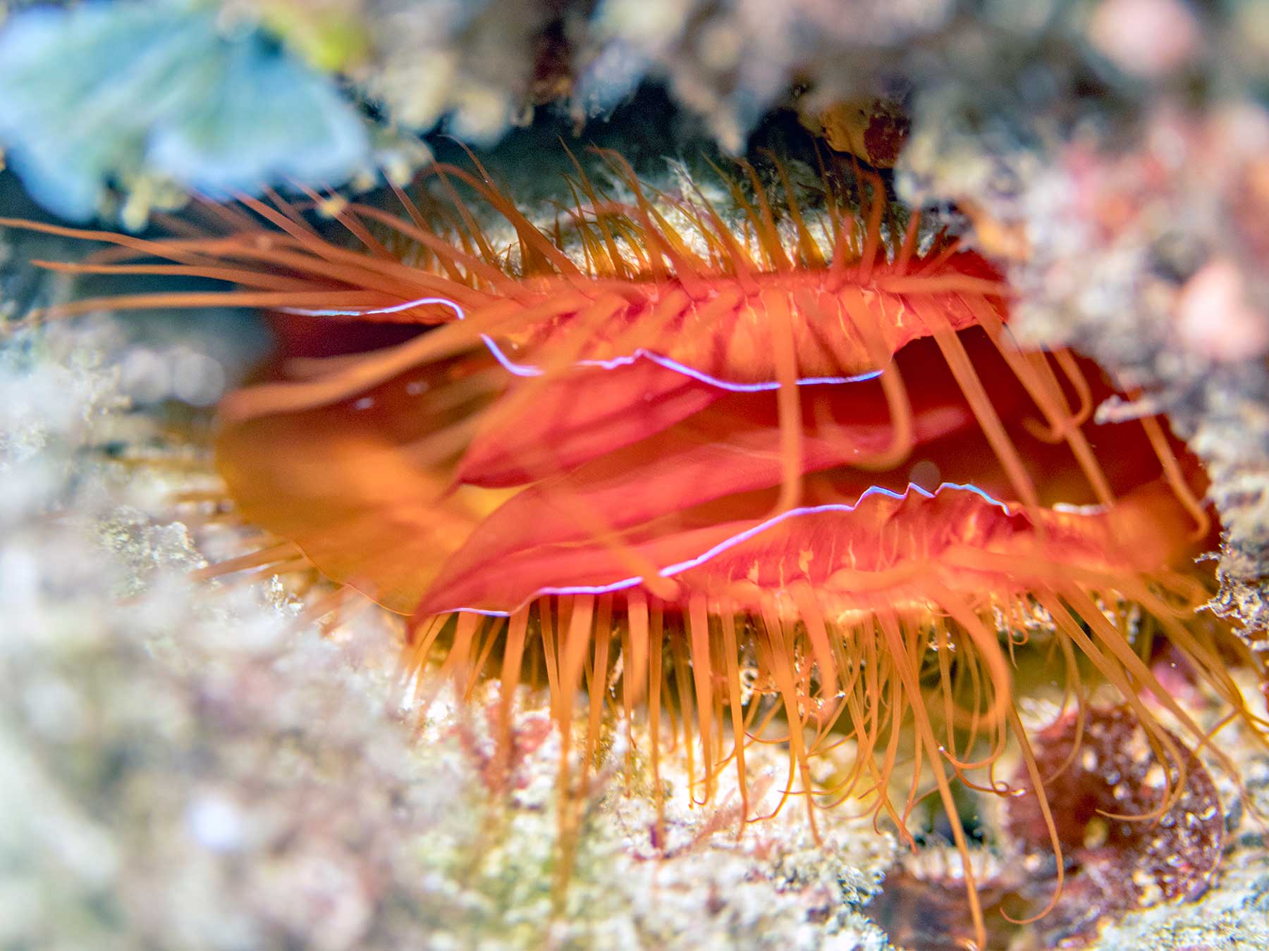 Creature Feature: the Flashing Disco Clam