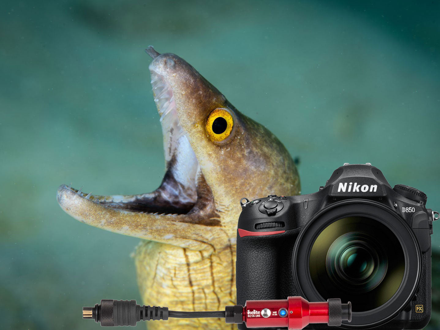 DL1 DS Link Nikon TTL Converter Underwater Photos