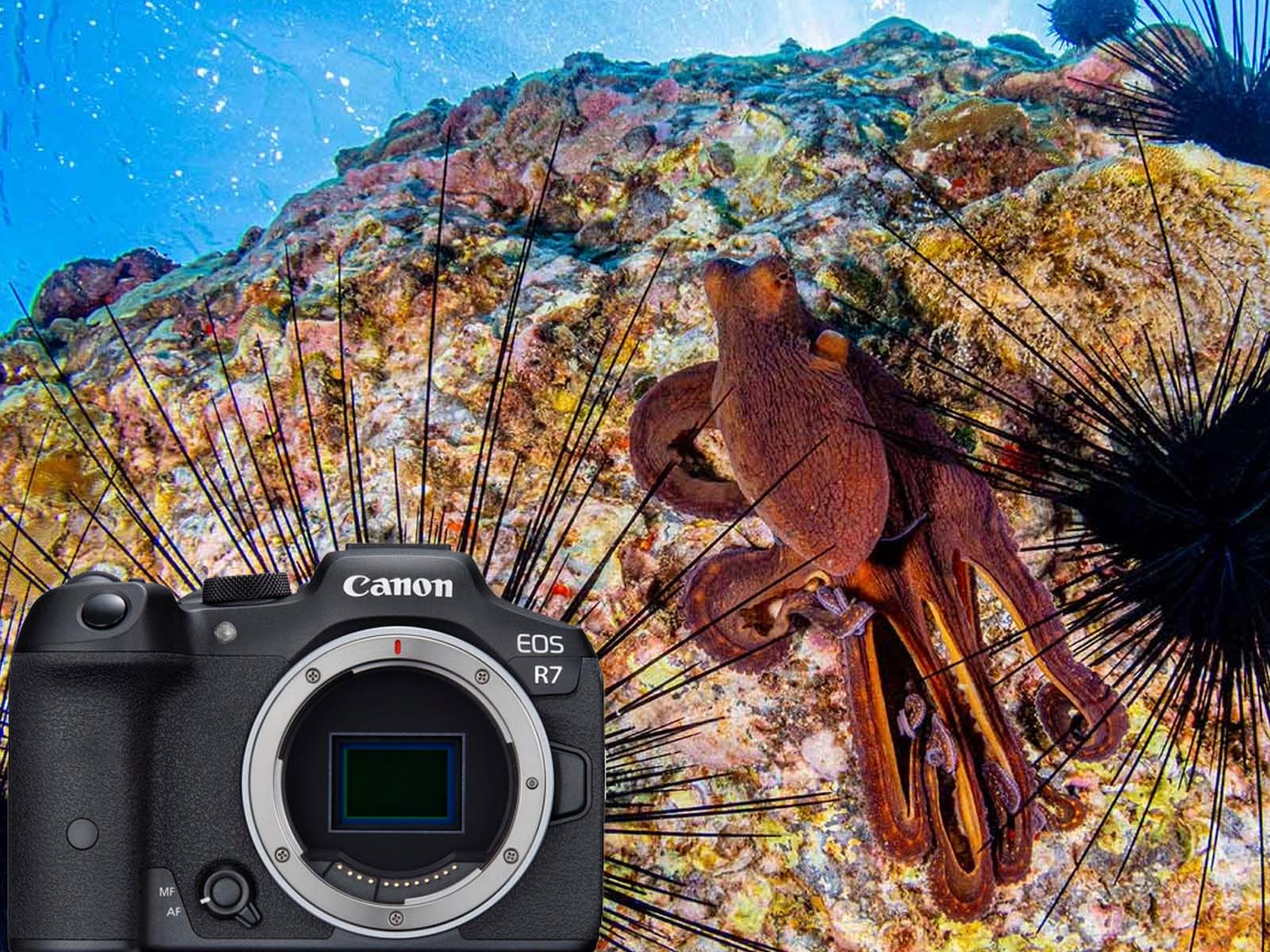 More Power, Smaller Package: Moving to Mirrorless with the Canon R7