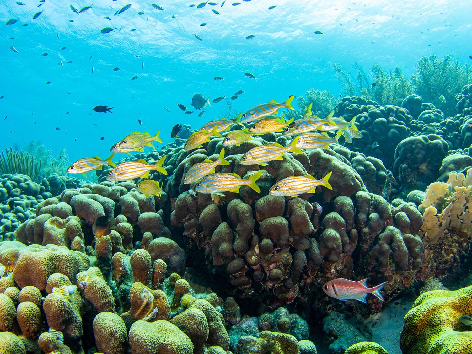 Digital Divers Dilemma: What to Shoot on a Caribbean Reef?