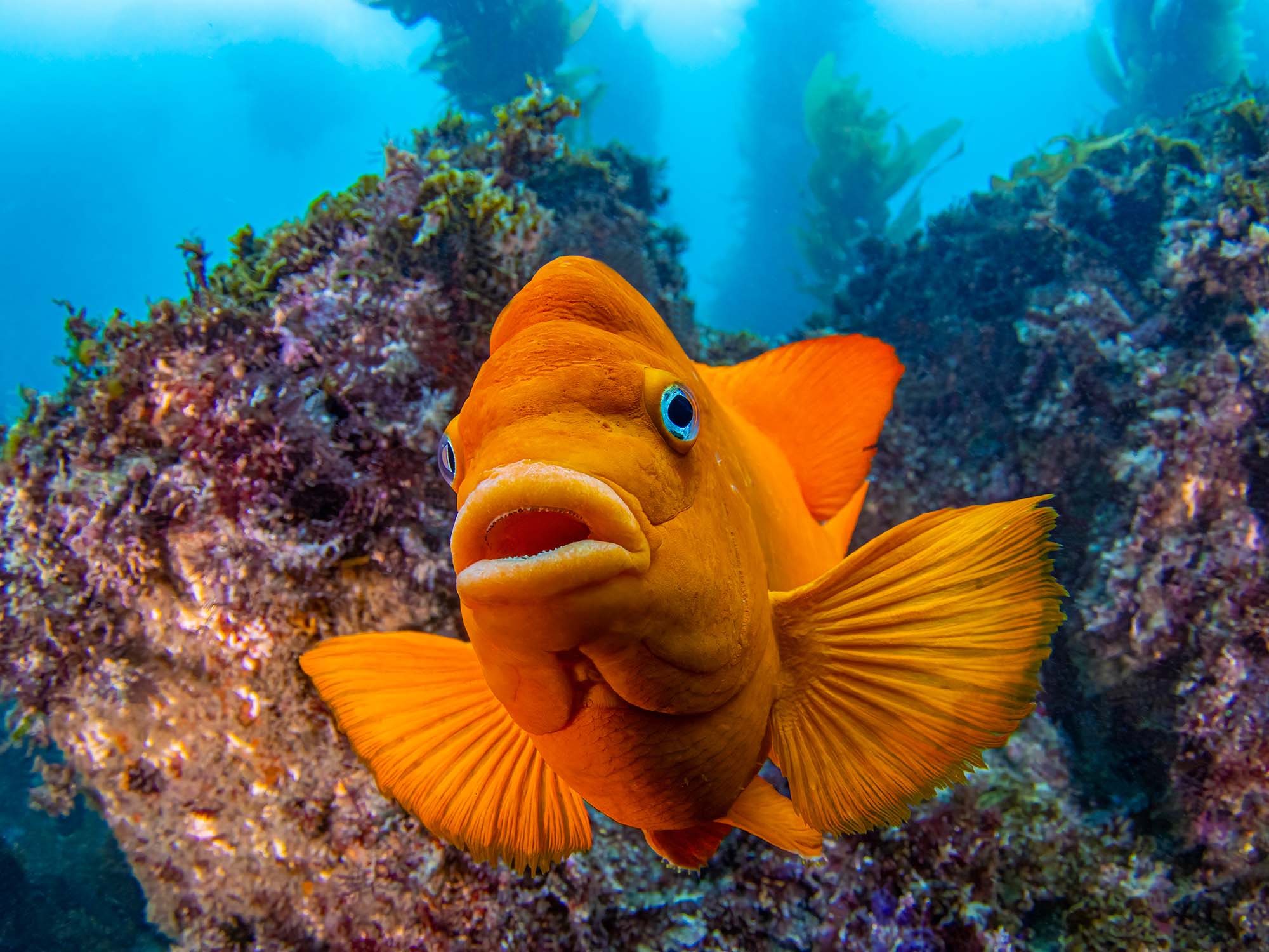Growing Up Garibaldi: How to Shoot Every Life Cycle of this Iconic Fish