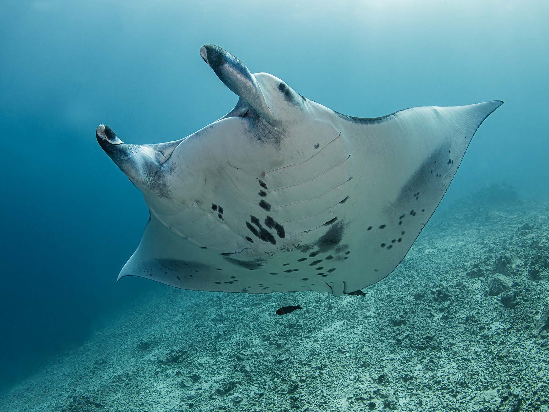 Underwater Photography in Kona, Hawaii With Douglas Klug