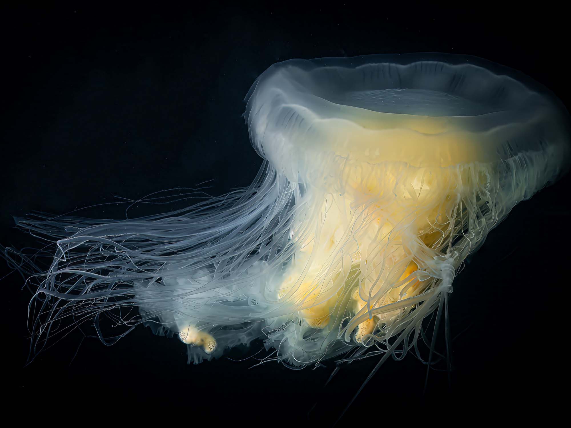Photographing the Ethereal Egg-Yolk Jellyfish