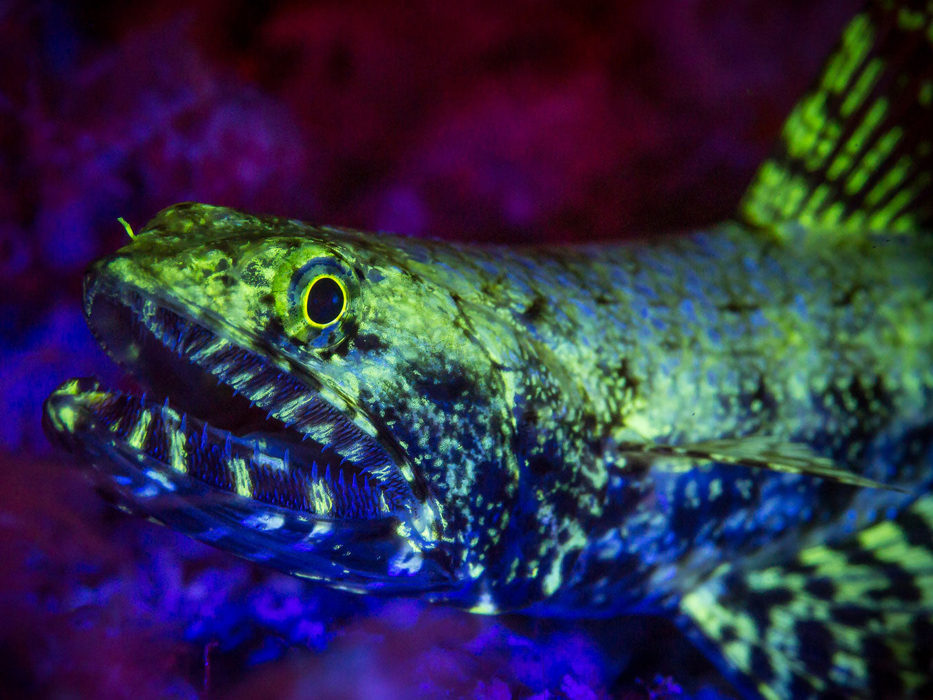 Fluorescence and Luminance Underwater Photography