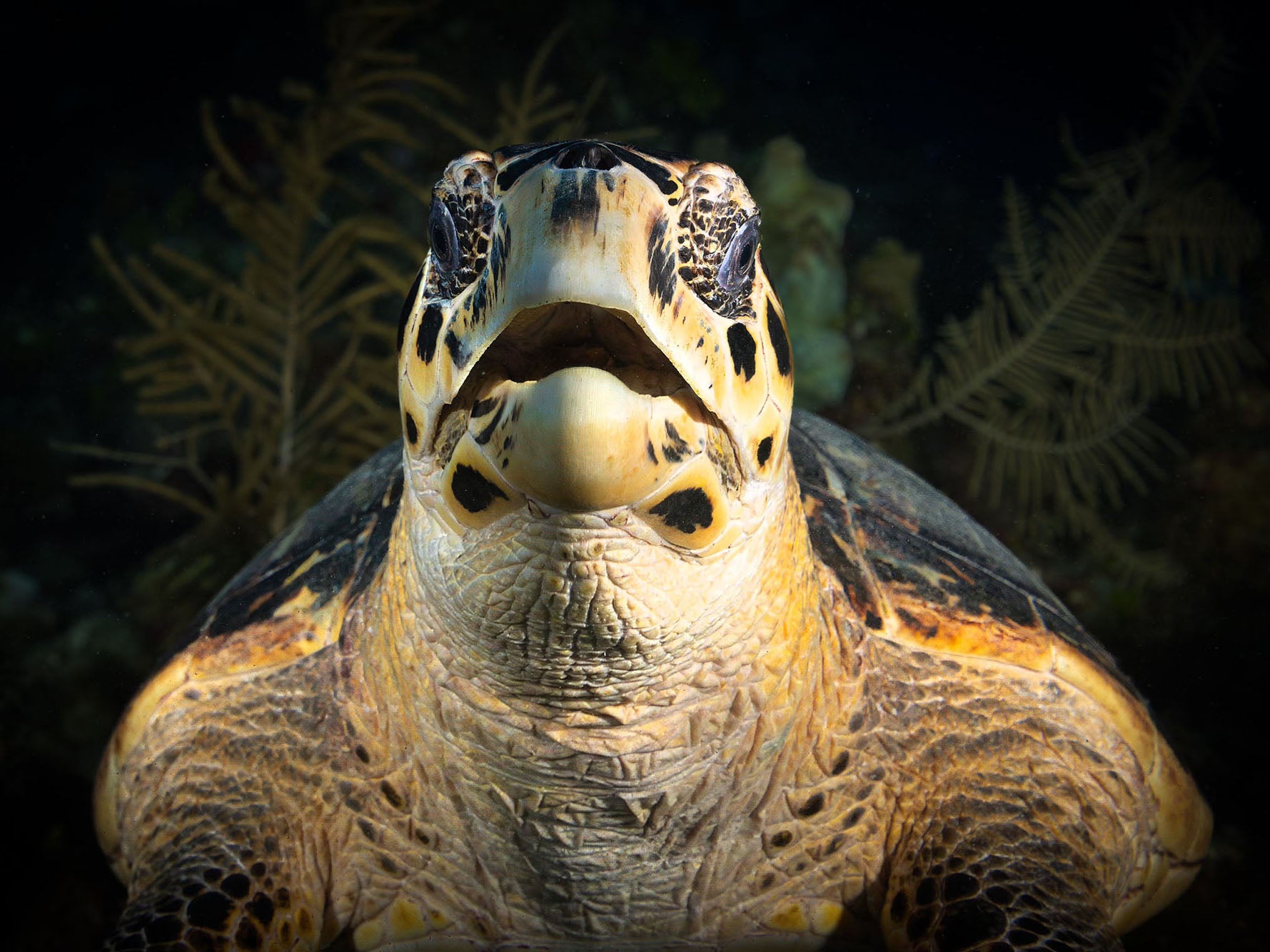 Incredible Encounters: Photographing Hawksbill Turtles in Grand Cayman