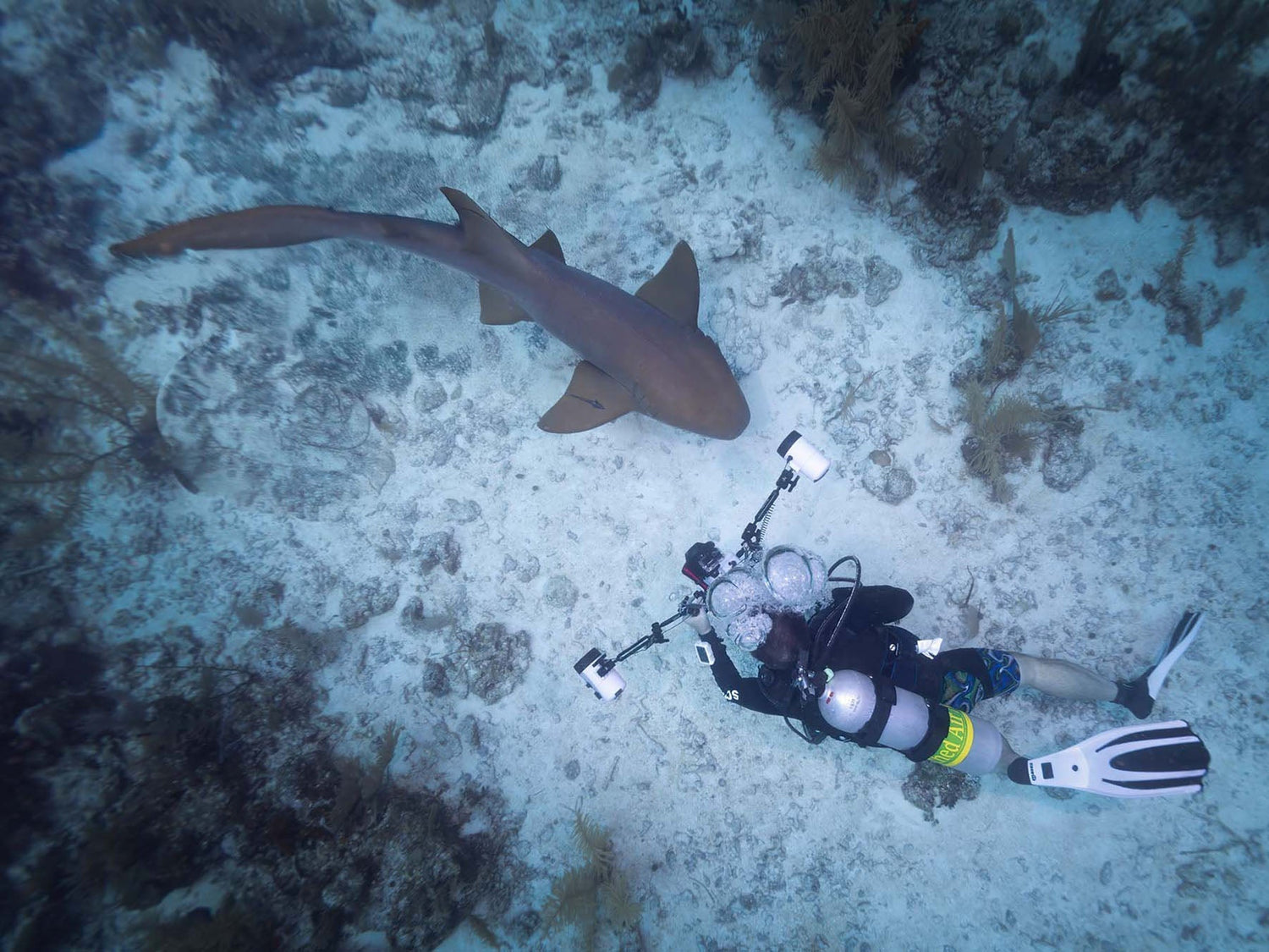 Scott Shew image of Gary Burns shooting a nurse shark with Ikelite R5 housing and dual RC165 Strobes