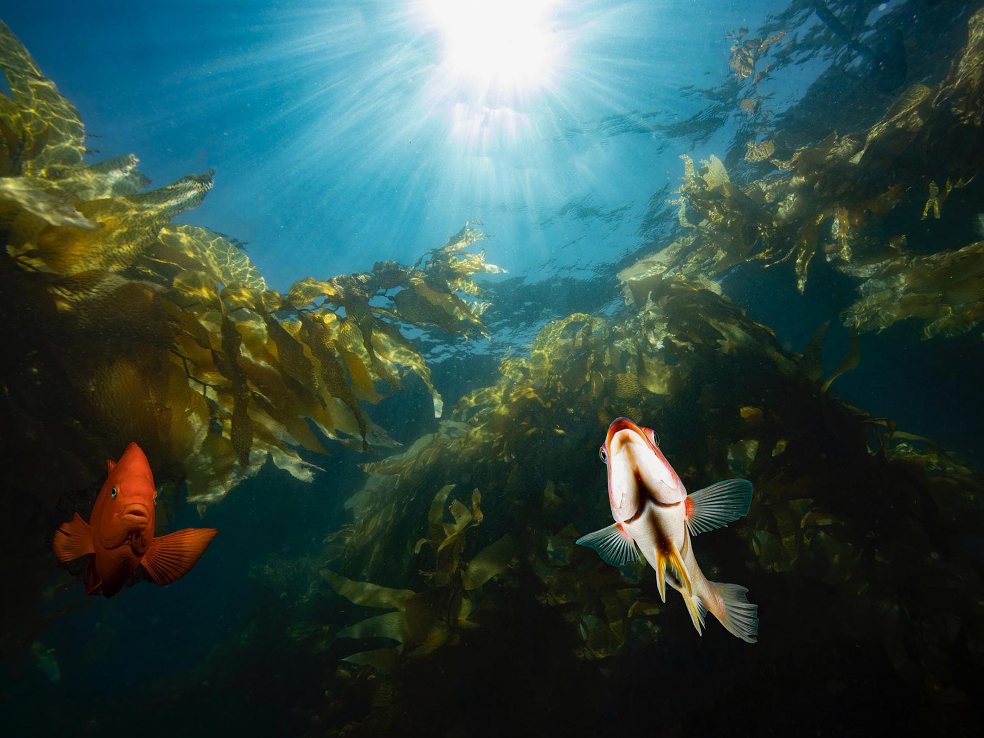 Kelp Forest Underwater Camera Settings and Technique