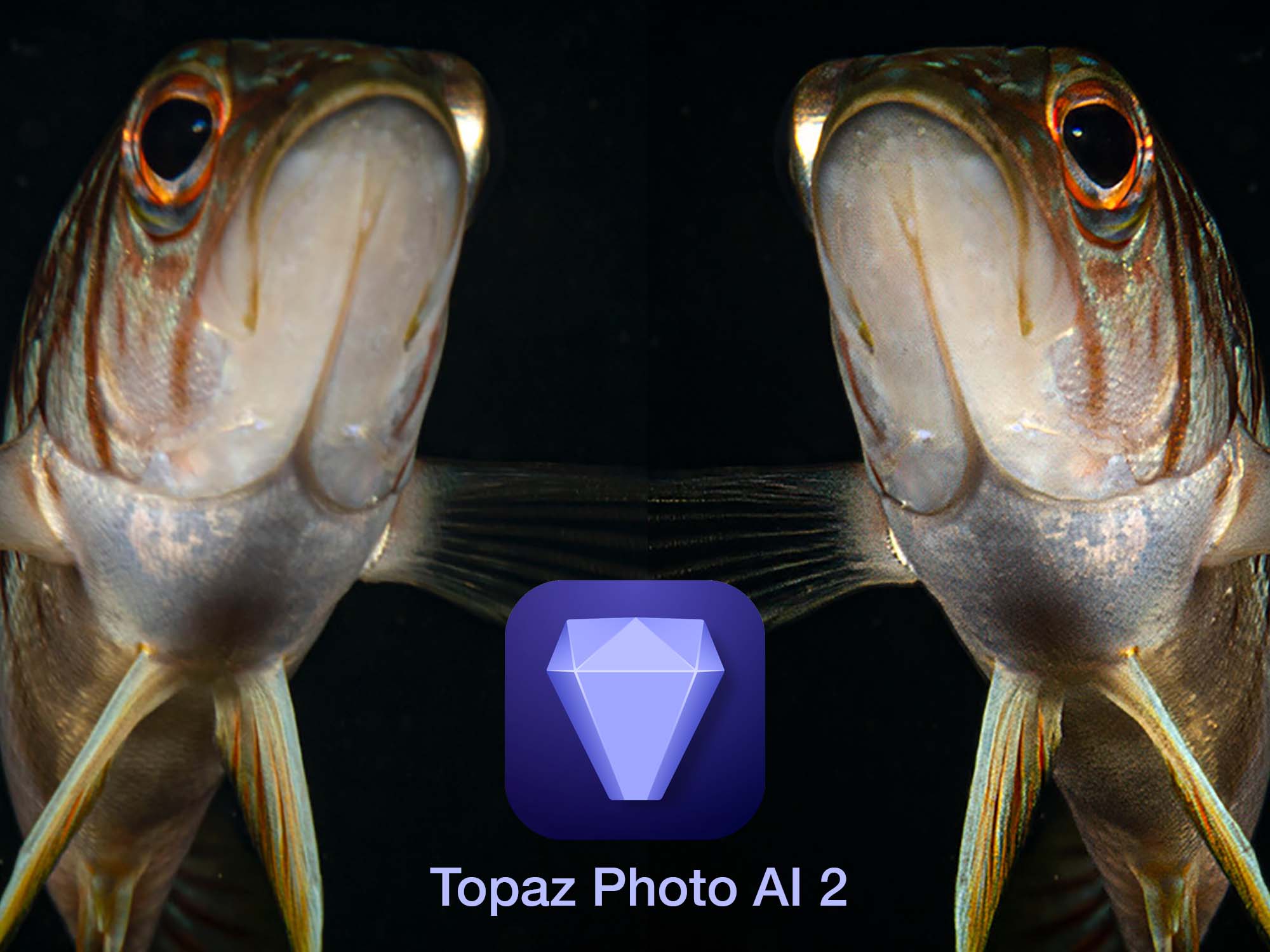 First Results // Topaz Photo AI Enhancement of Underwater Images