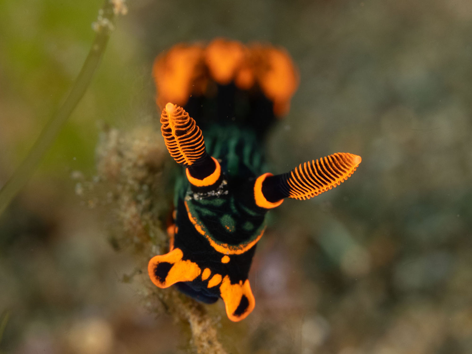 The Biggest and Smallest Creatures in Dauin, Philippines