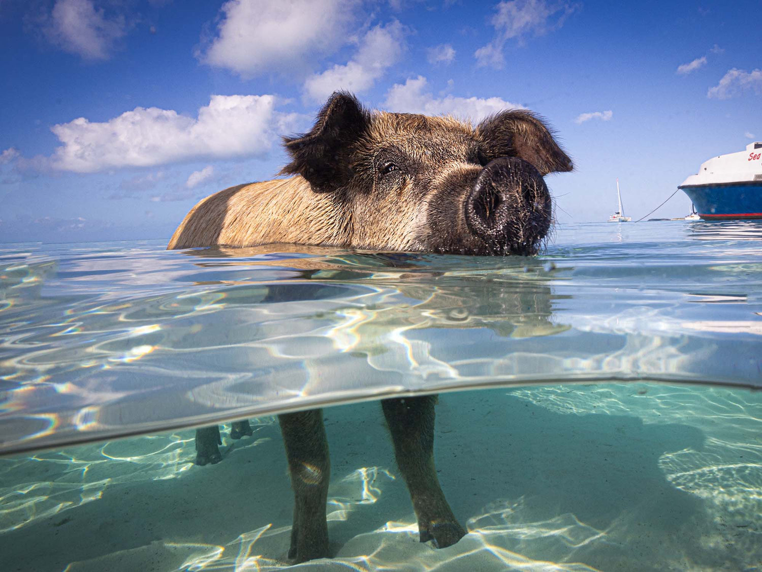 Swimming Pigs Underwater Camera Settings and Technique