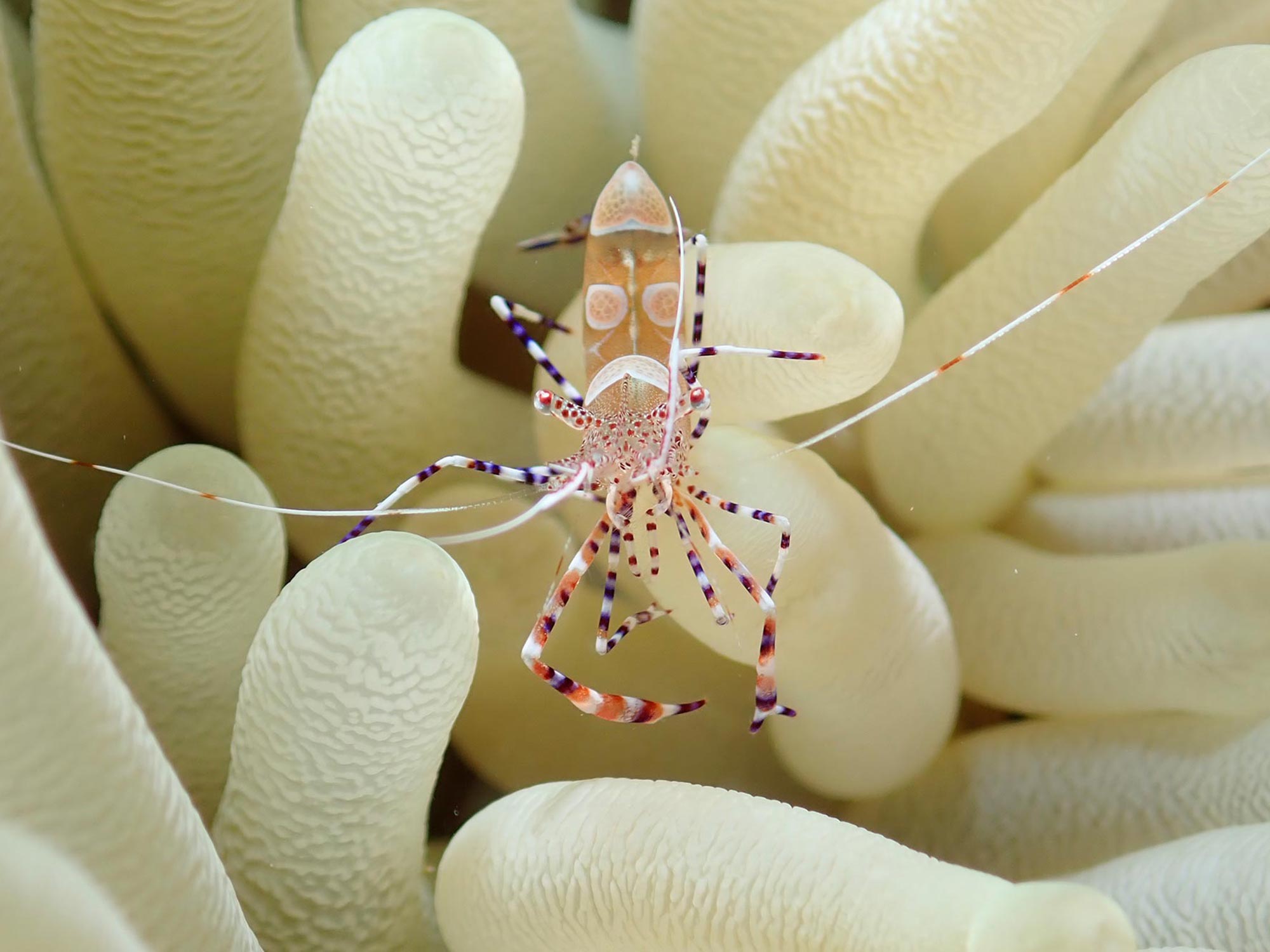 Customer Photos | George Catanese Mighty Macro