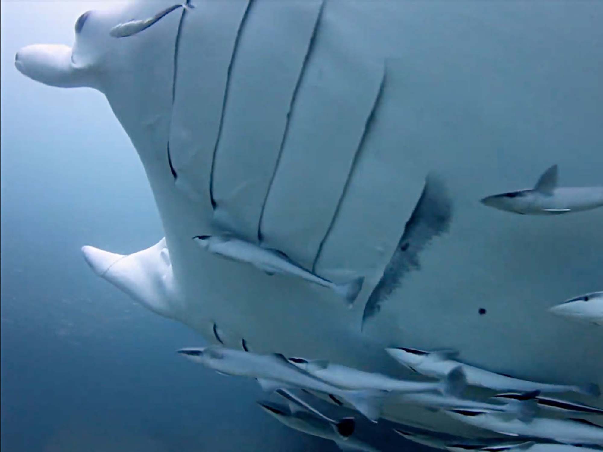 Gigantic Manta Rays Spotted in South Carolina [VIDEO]