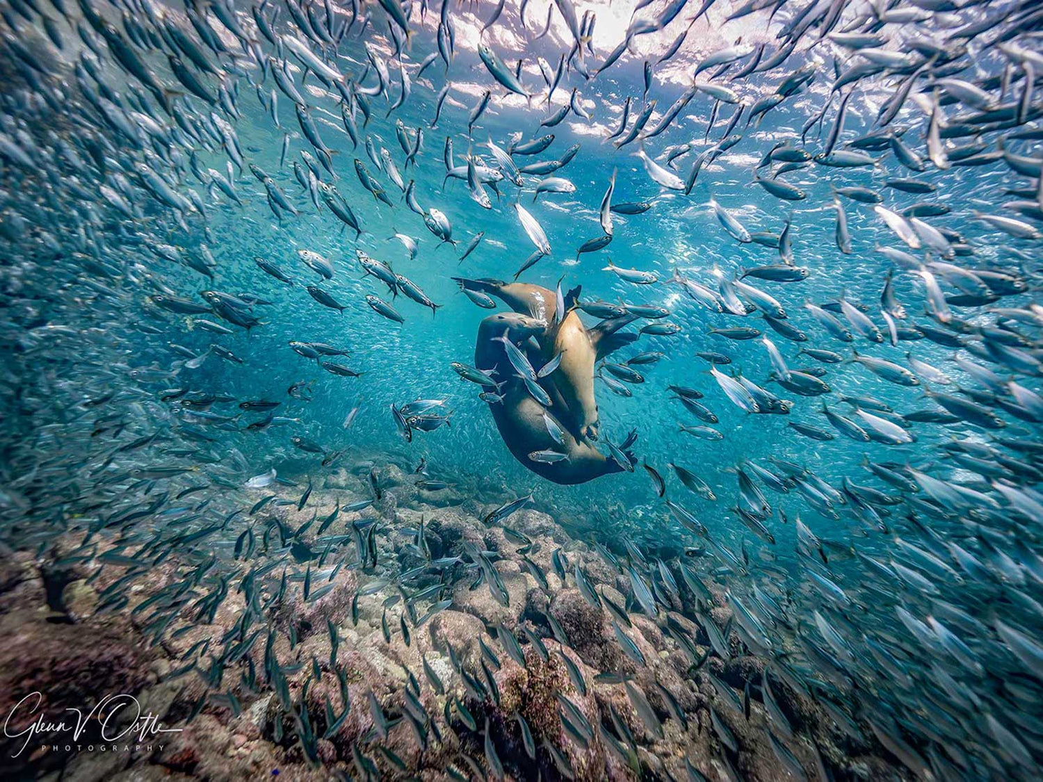 The Aquarium of the World: Diving Mexico’s California Baja Sur
