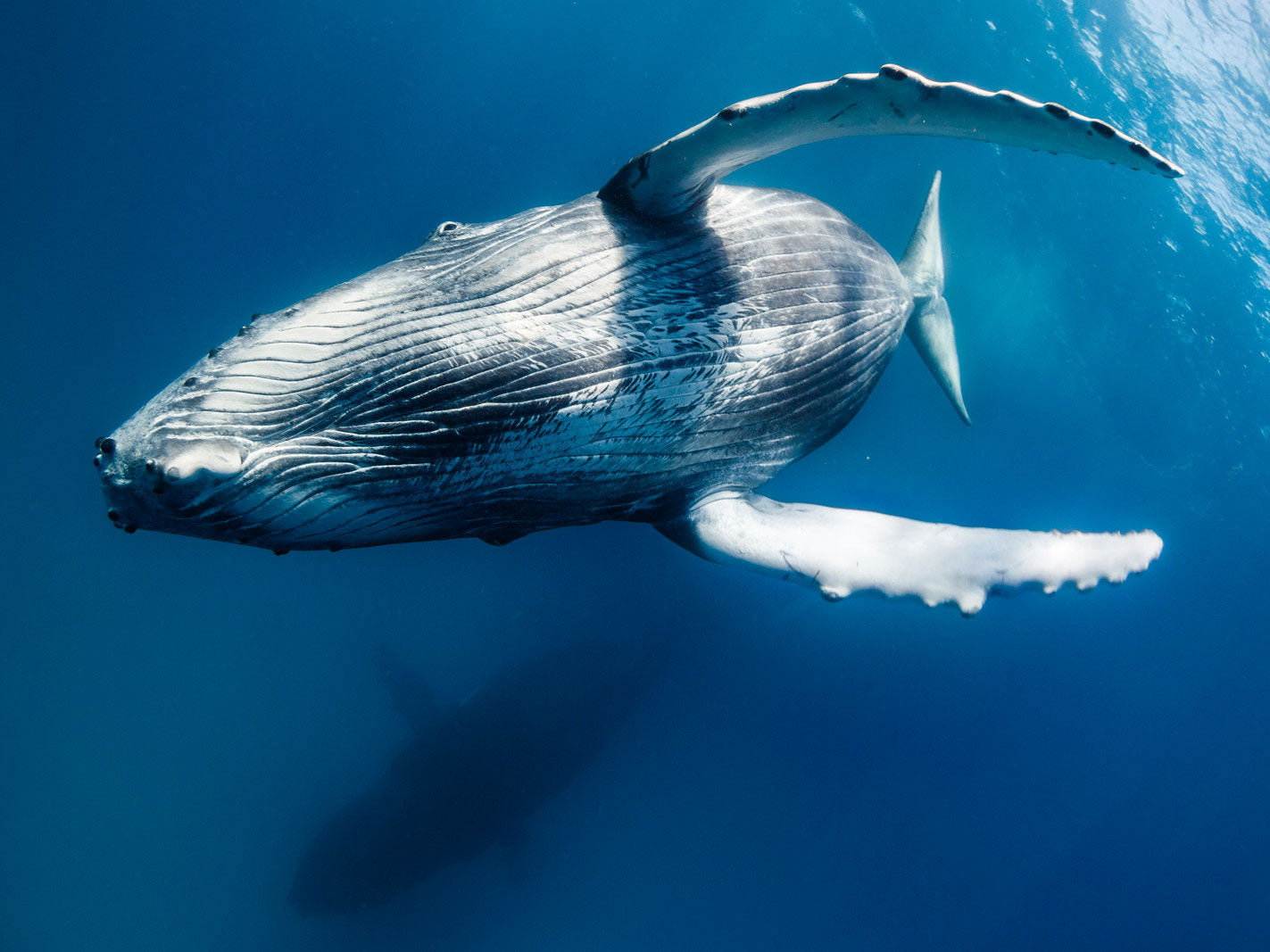 Expedition | Tonga Humpback Whales | July 23-30, 2019