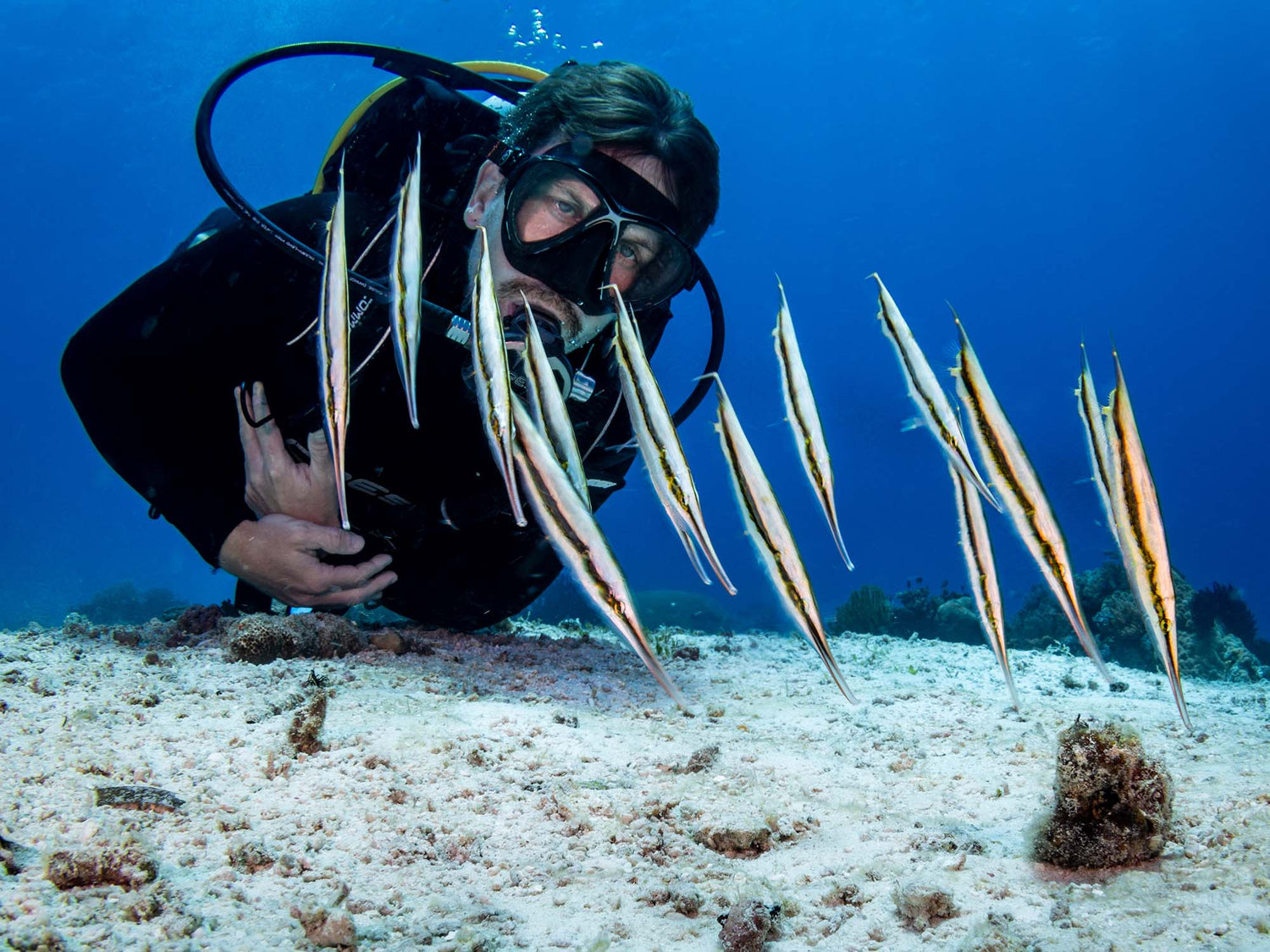 An Accidental Selfie Beneath the Waves: A Photograph With Schooling Razorfish