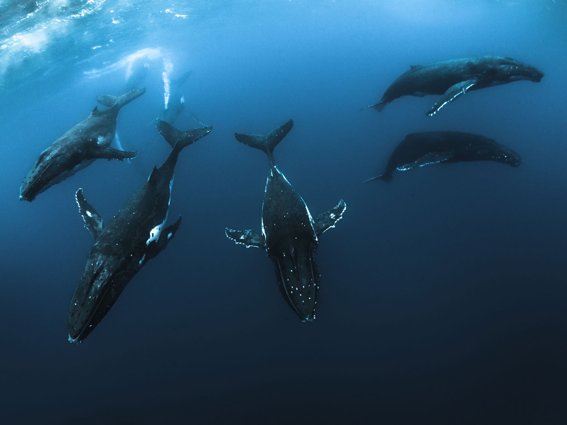 Planning a Trip to Tonga to Swim with Humpback Whales